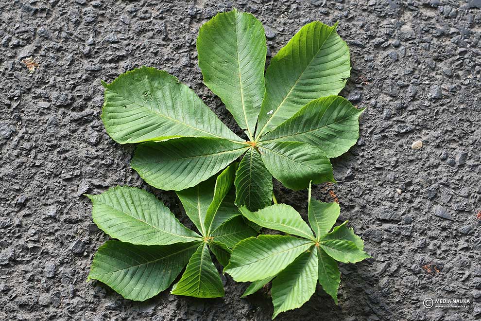 kasztanowiec zwyczajny, kasztanowiec biały (Aesculus hippocastanum)