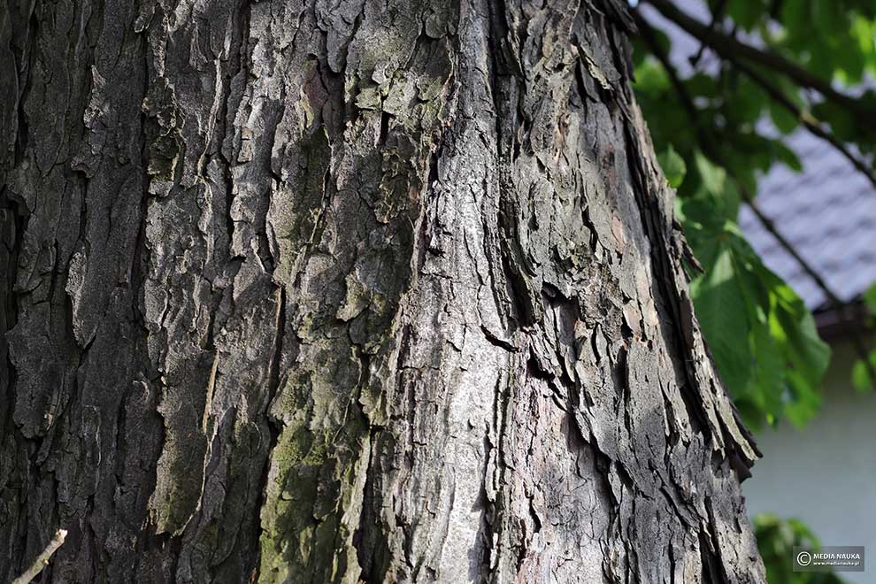 kasztanowiec zwyczajny, kasztanowiec biały (Aesculus hippocastanum)