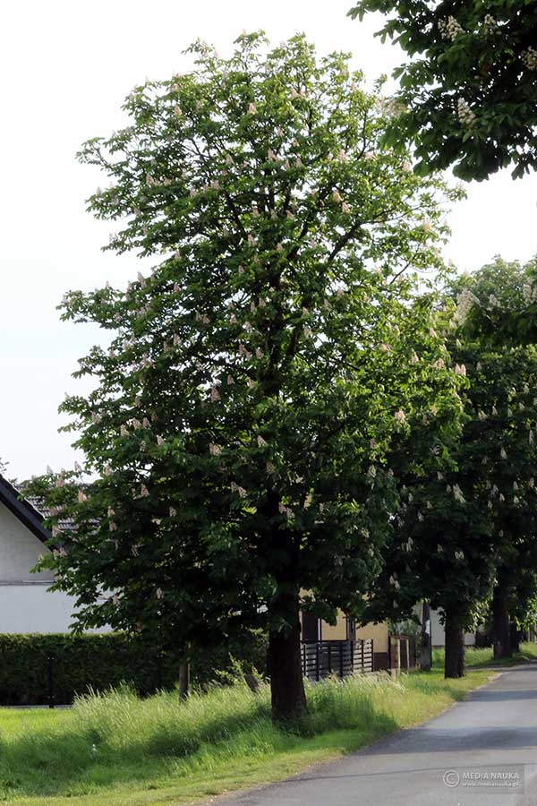kasztanowiec zwyczajny, kasztanowiec biały (Aesculus hippocastanum)