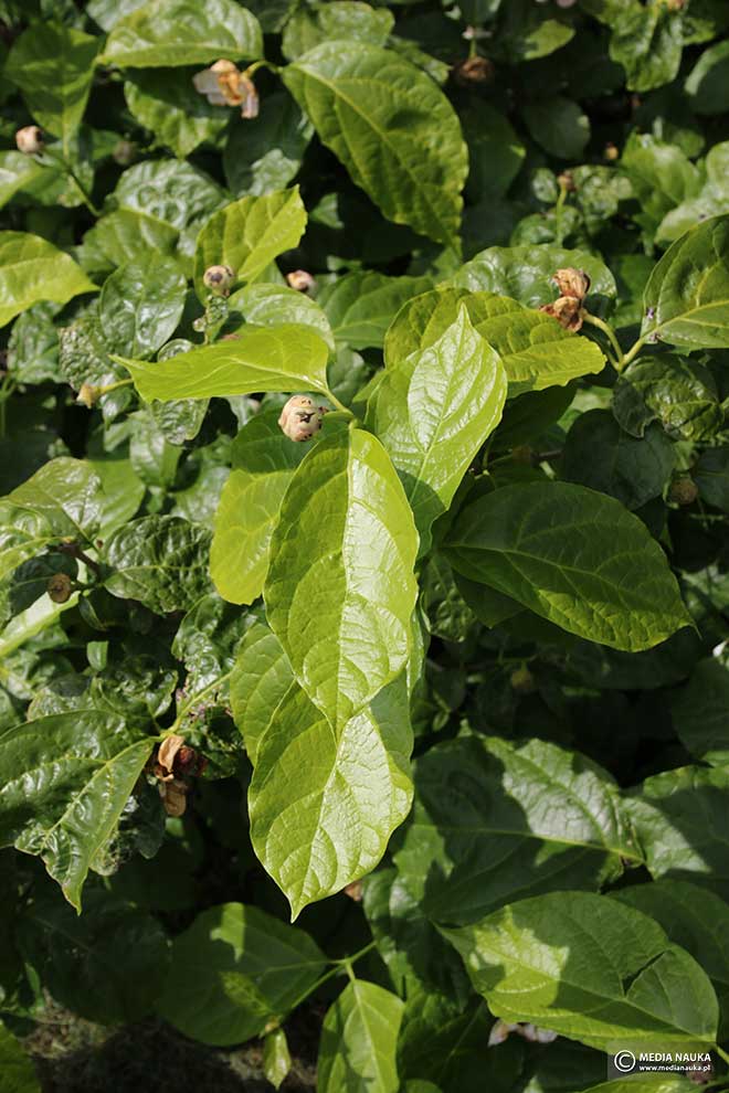 kielichowiec chiński (Sinocalycanthus chinensis)