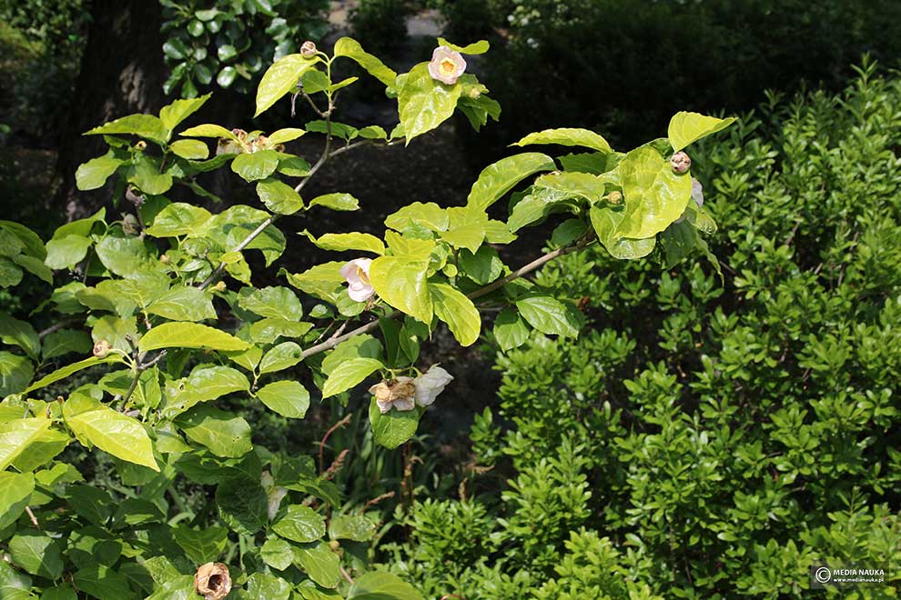 kielichowiec chiński (Sinocalycanthus chinensis)