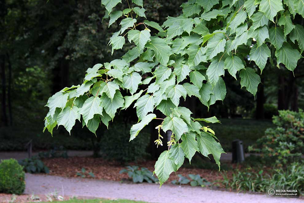klon Davida (Acer davidii)