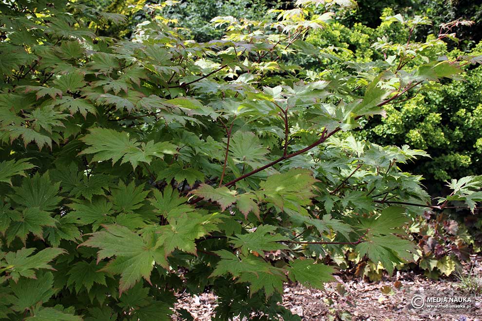 klon japoński (Acer japonicum)