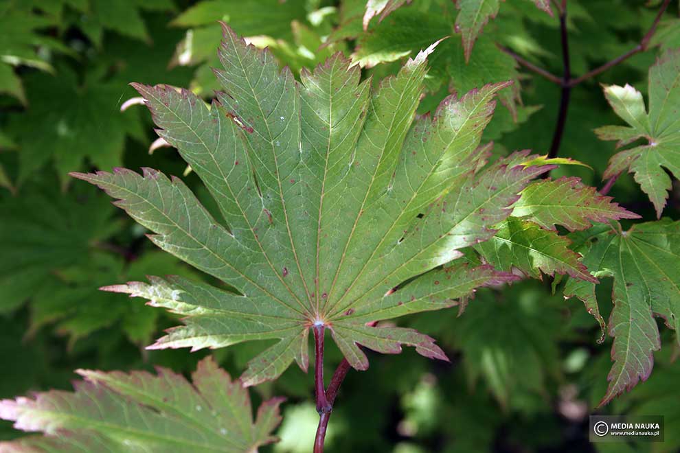 klon japoński (Acer japonicum)