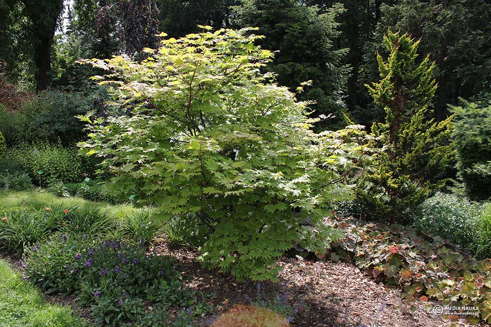 klon japoński (Acer japonicum)