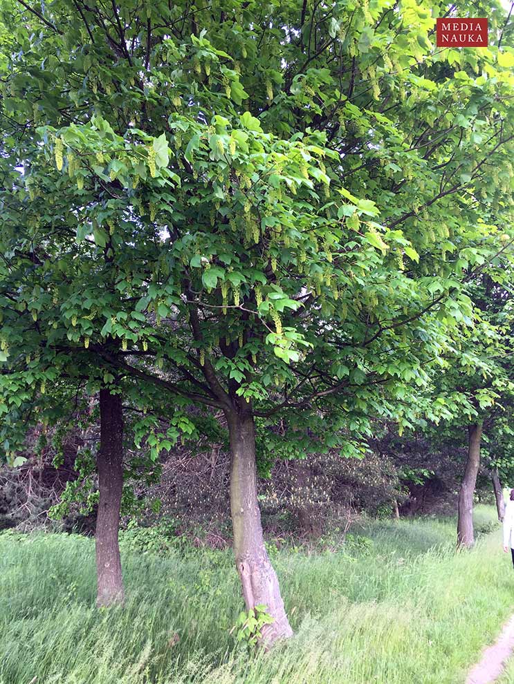 klon jawor (Acer pseudoplatanus)