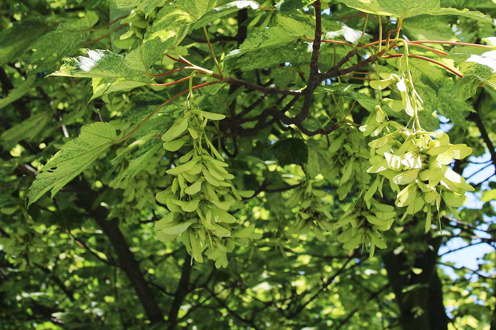 klon jawor (Acer pseudoplatanus)