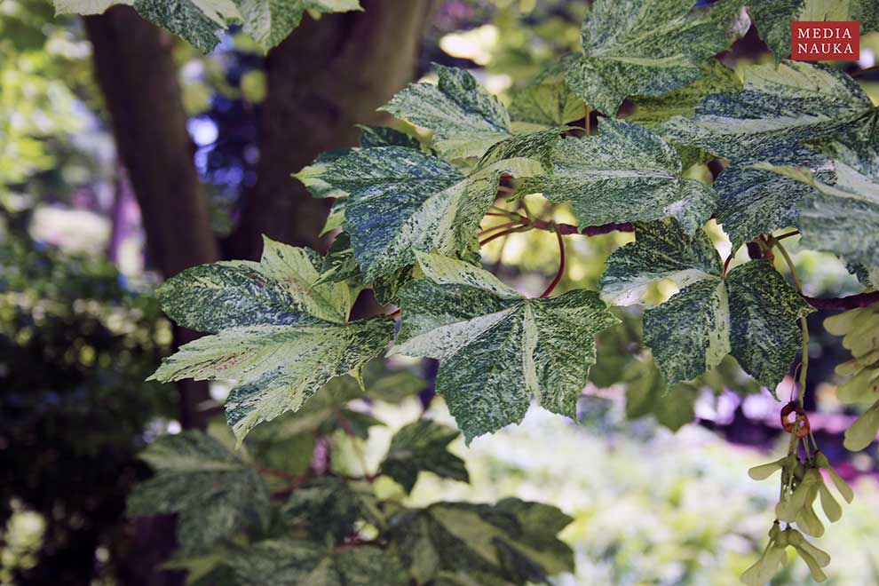 klon jawor (Acer pseudoplatanus)