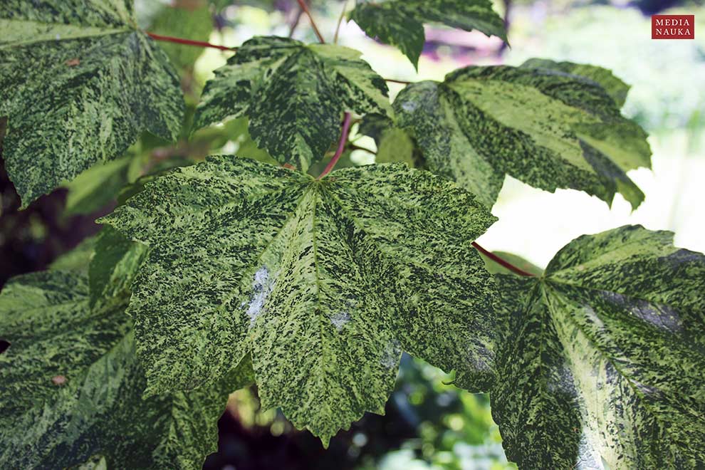 klon jawor (Acer pseudoplatanus)