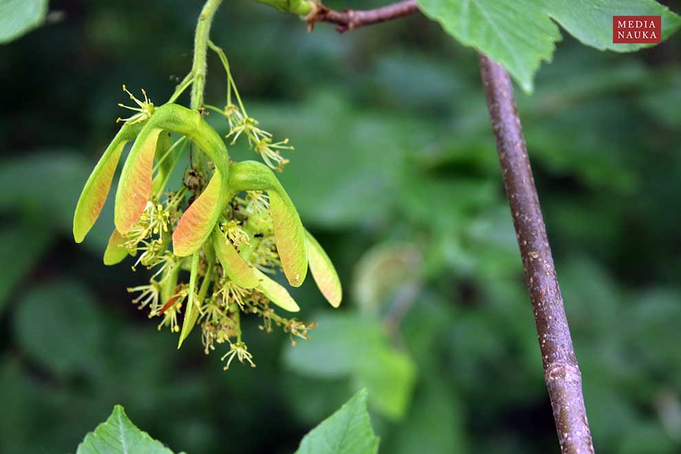 klon jawor (Acer pseudoplatanus)