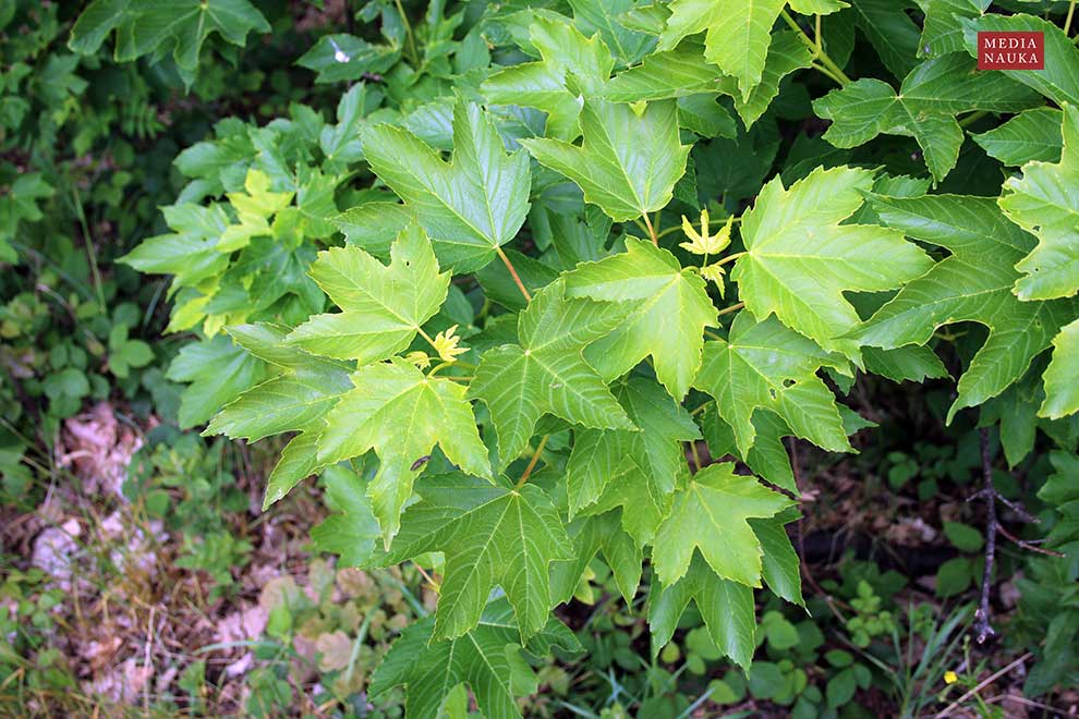 klon jawor (Acer pseudoplatanus)
