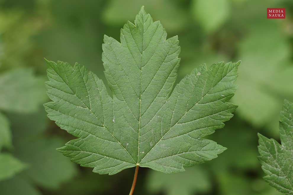 klon jawor (Acer pseudoplatanus)