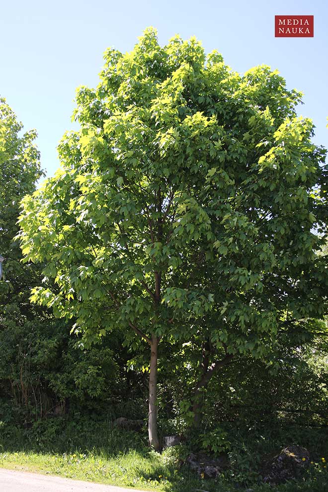 klon jawor (Acer pseudoplatanus)