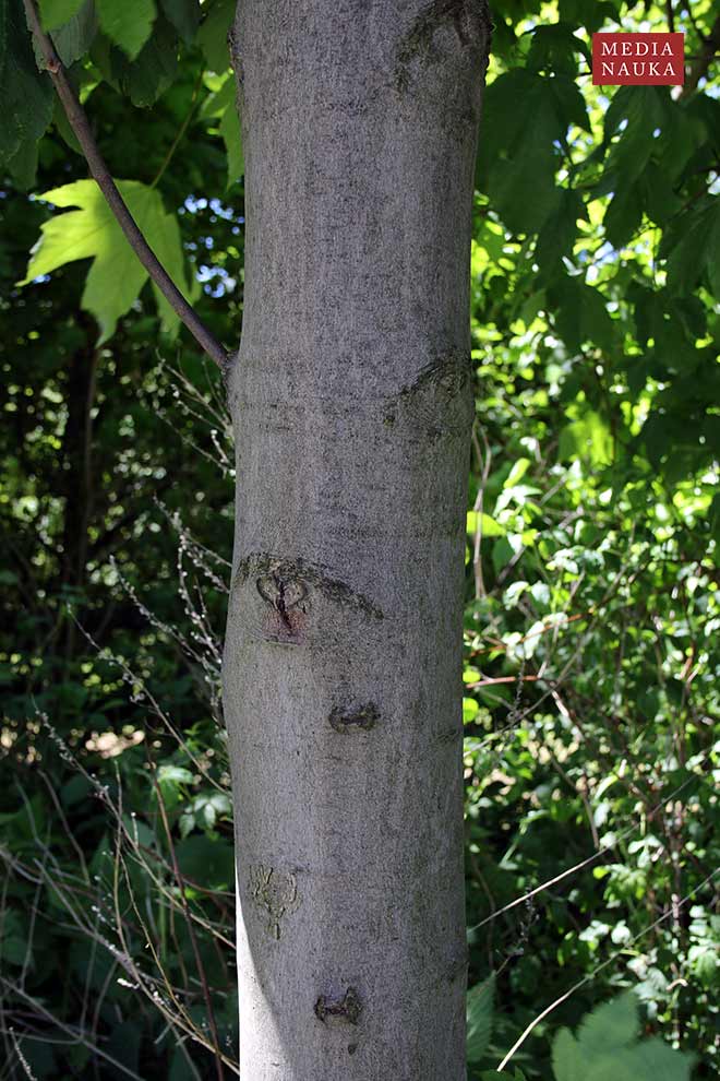 klon jawor (Acer pseudoplatanus)