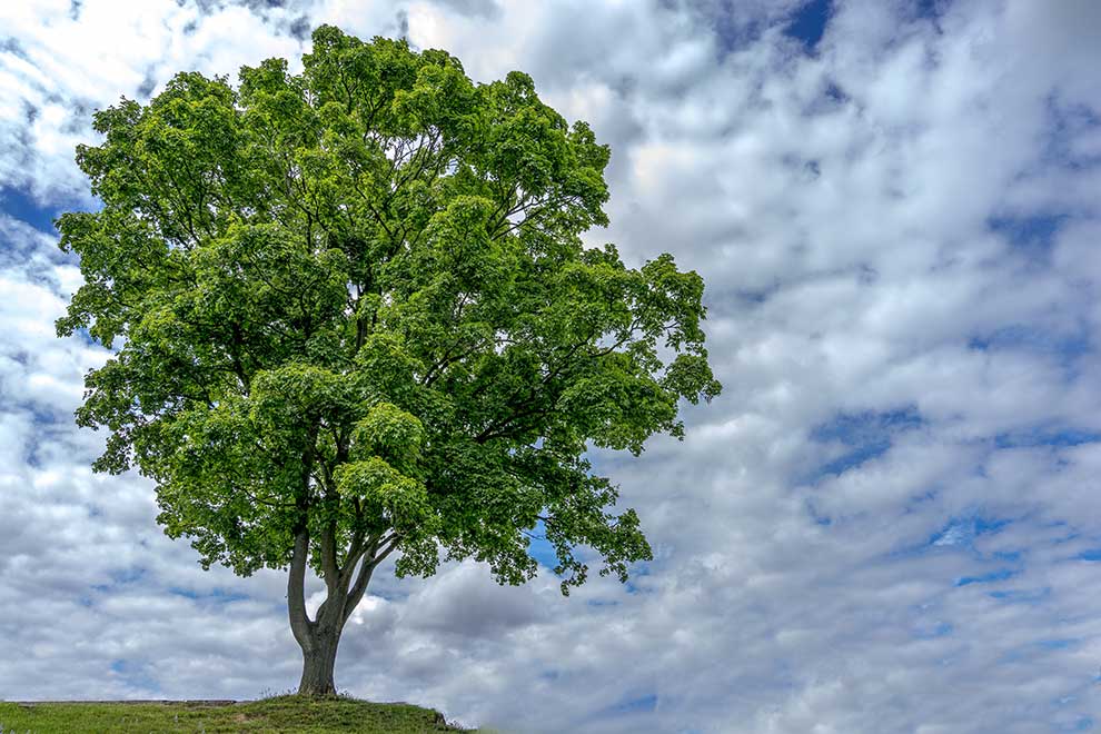 klon jawor (Acer pseudoplatanus)