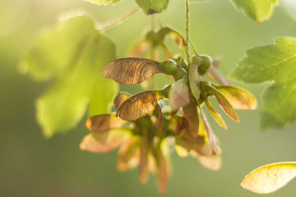 klon jawor (Acer pseudoplatanus)