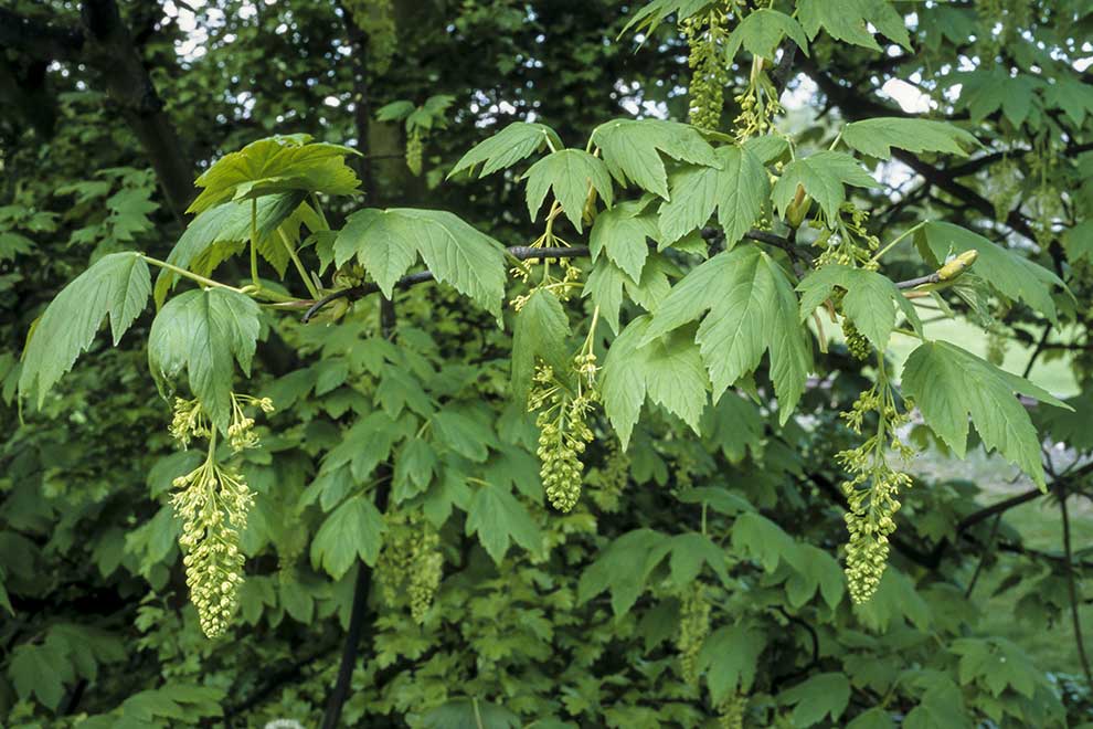 klon jawor (Acer pseudoplatanus)