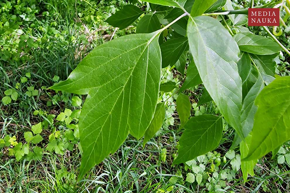 klon jesionolistny (Acer negundo)