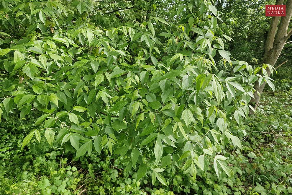 klon jesionolistny (Acer negundo)
