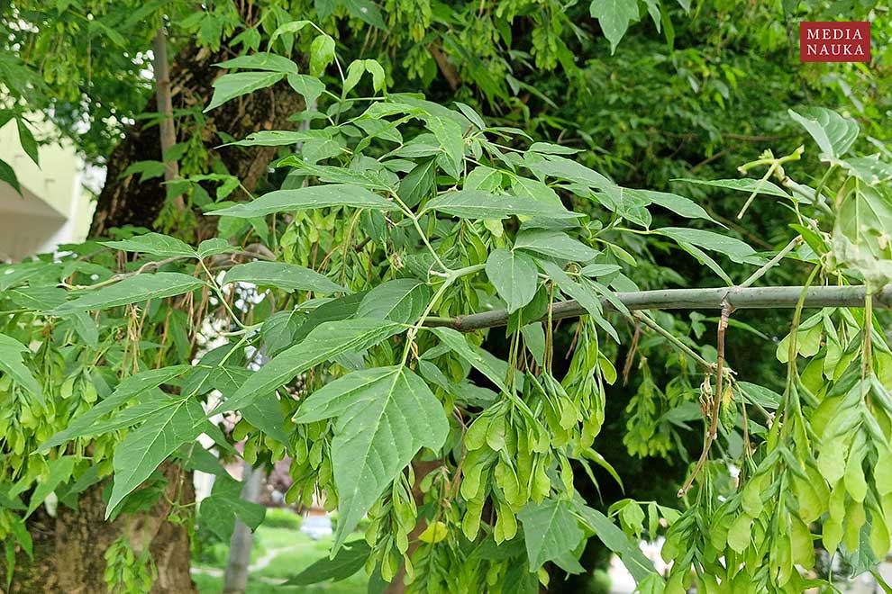 klon jesionolistny (Acer negundo)