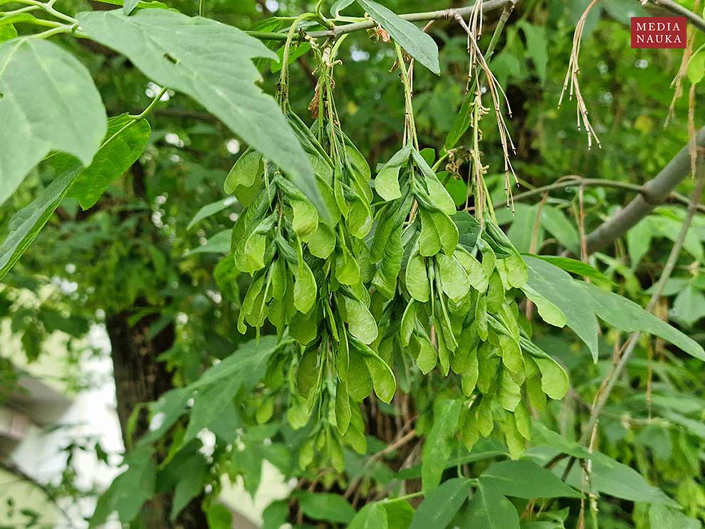 klon jesionolistny (Acer negundo)
