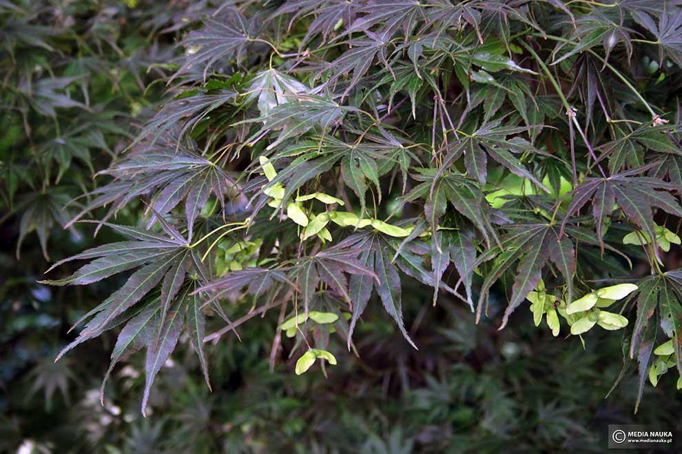 klon palmowy (Acer palmatum)