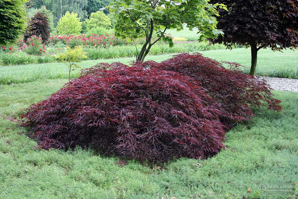 klon palmowy (Acer palmatum)