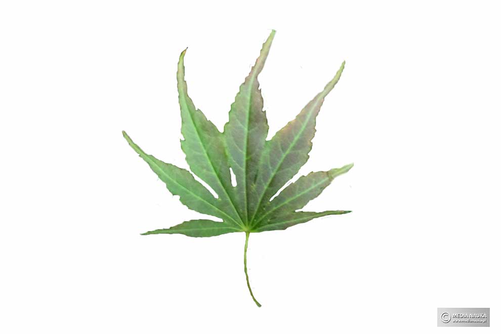klon palmowy (Acer palmatum)