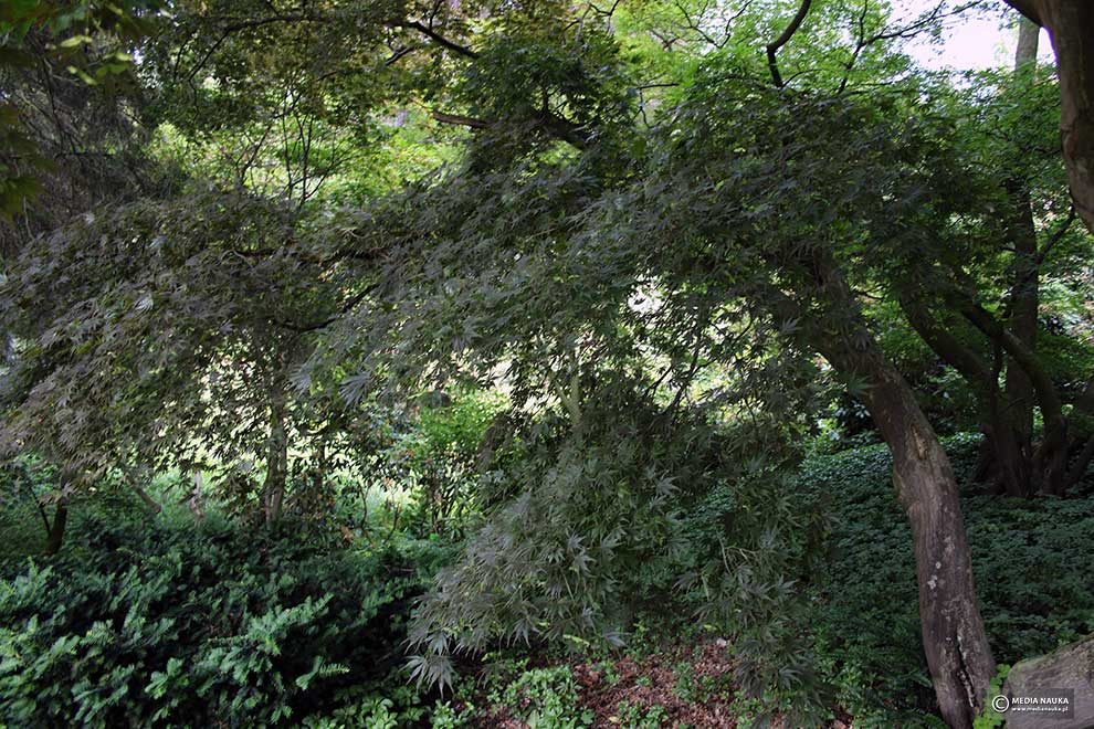 klon palmowy (Acer palmatum)