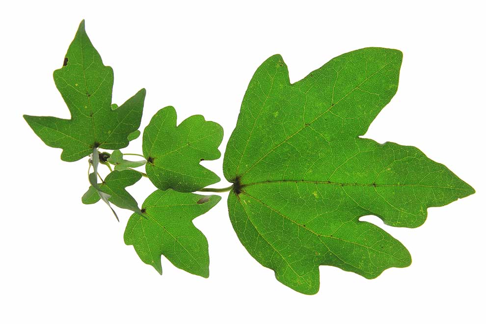 klon polny (Acer campestre)