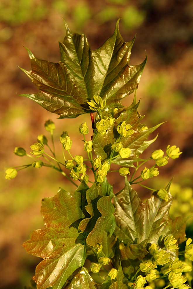 klon polny (Acer campestre)