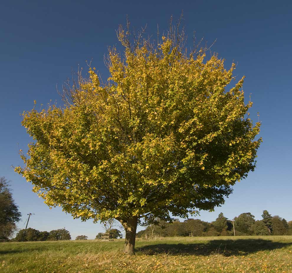 klon polny (Acer campestre)