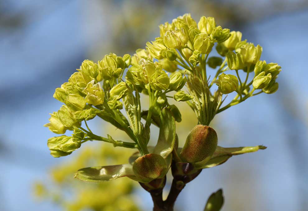 klon polny (Acer campestre)