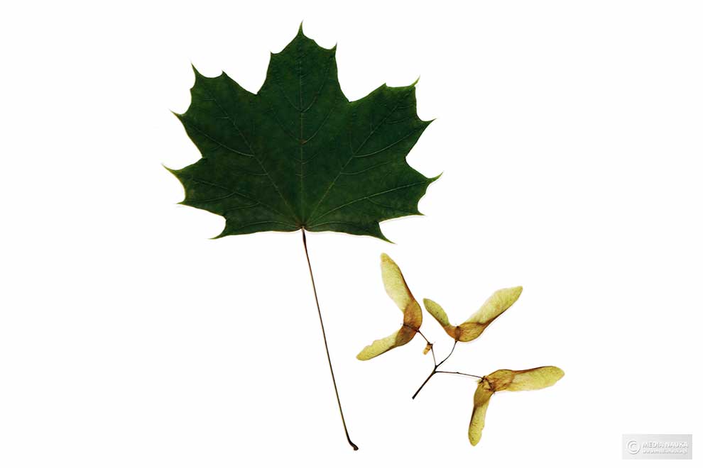 klon pospolity, klon zwyczajny (Acer platanoides)
