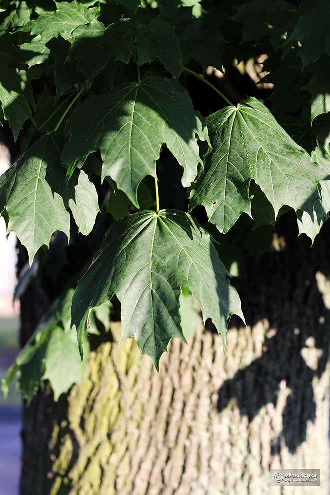 klon pospolity, klon zwyczajny (Acer platanoides)