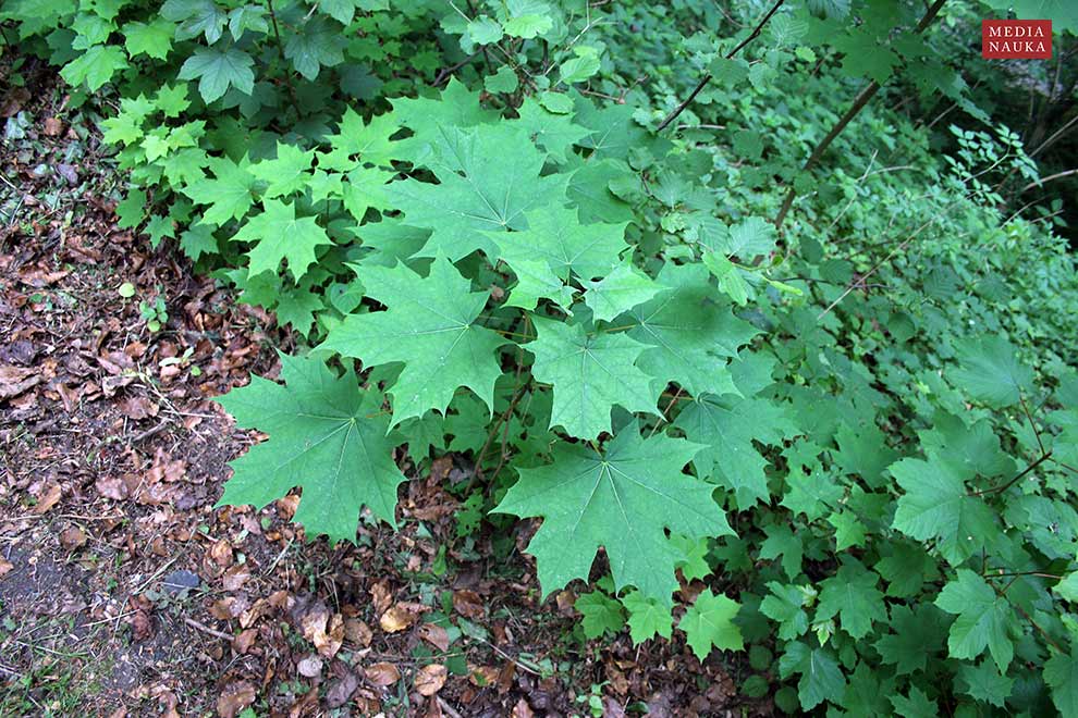 klon pospolity, klon zwyczajny (Acer platanoides)