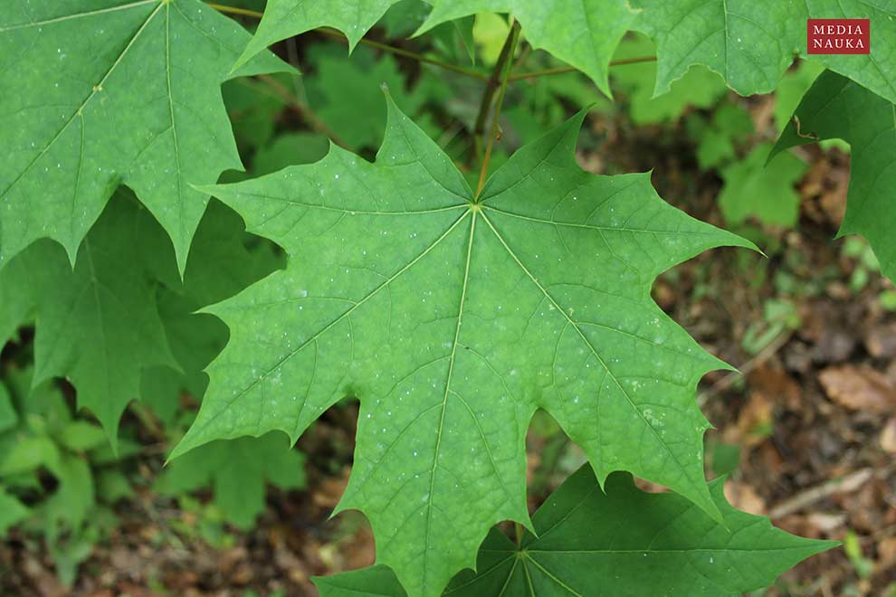 klon pospolity, klon zwyczajny (Acer platanoides)