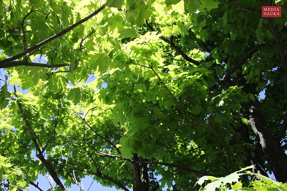 klon pospolity, klon zwyczajny (Acer platanoides)