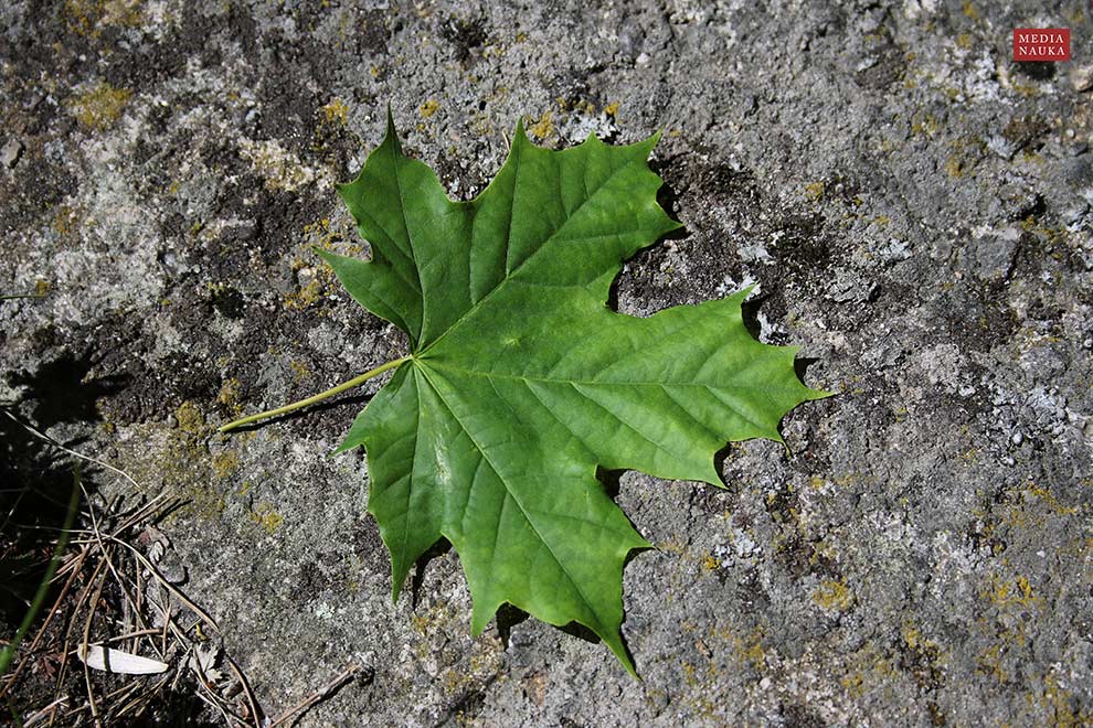 klon pospolity, klon zwyczajny (Acer platanoides)