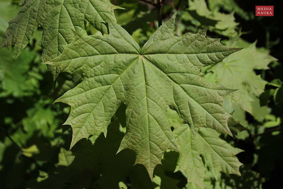 klon pospolity, klon zwyczajny (Acer platanoides)