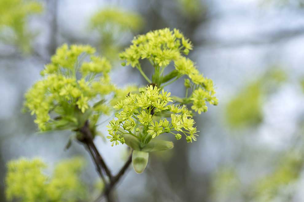 klon pospolity, klon zwyczajny (Acer platanoides)