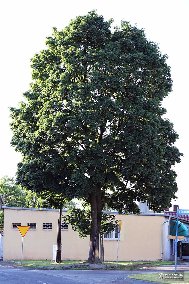 klon pospolity, klon zwyczajny (Acer platanoides)