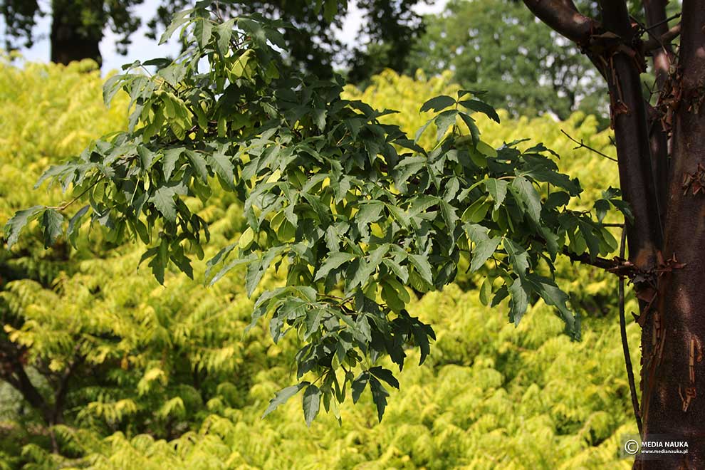 klon strzępiastokory (Acer griseum)