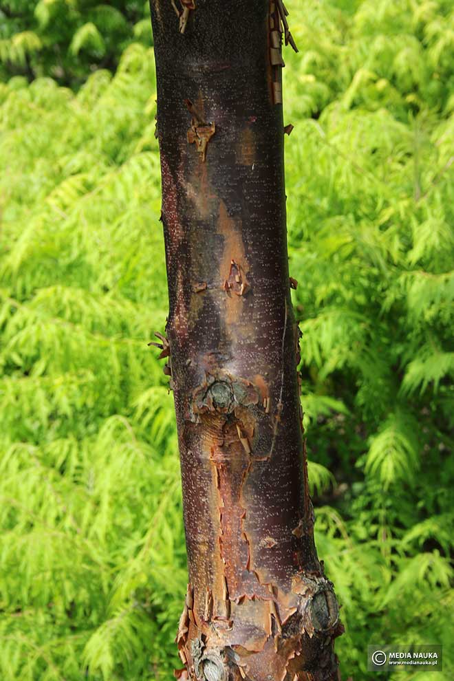 klon strzępiastokory (Acer griseum)