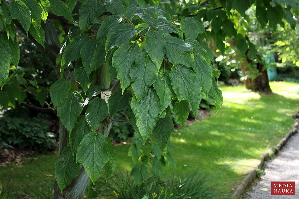 klon wyrazisty (Acer × conspicuum)