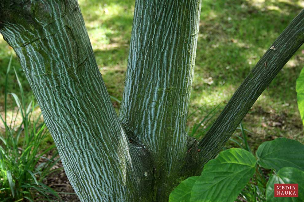 klon wyrazisty (Acer × conspicuum)