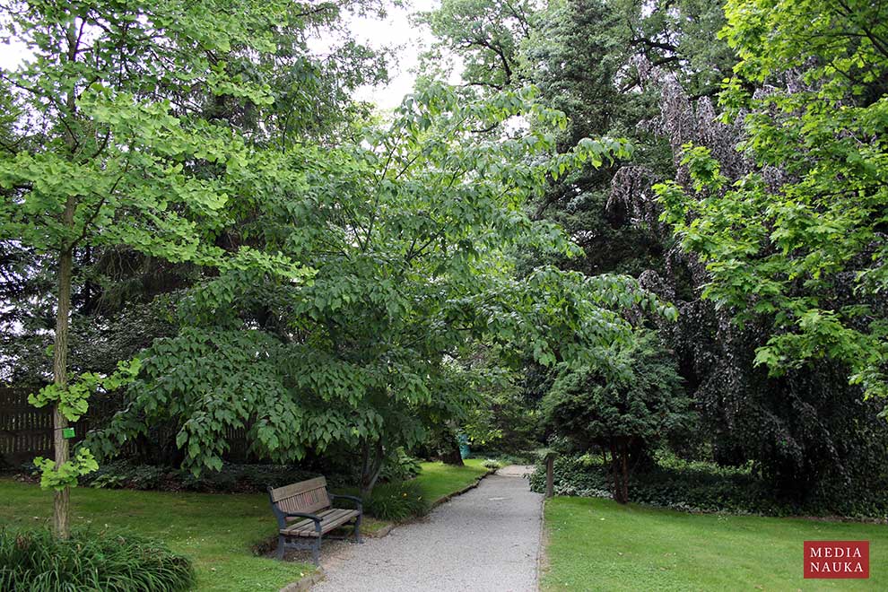 klon wyrazisty (Acer × conspicuum)