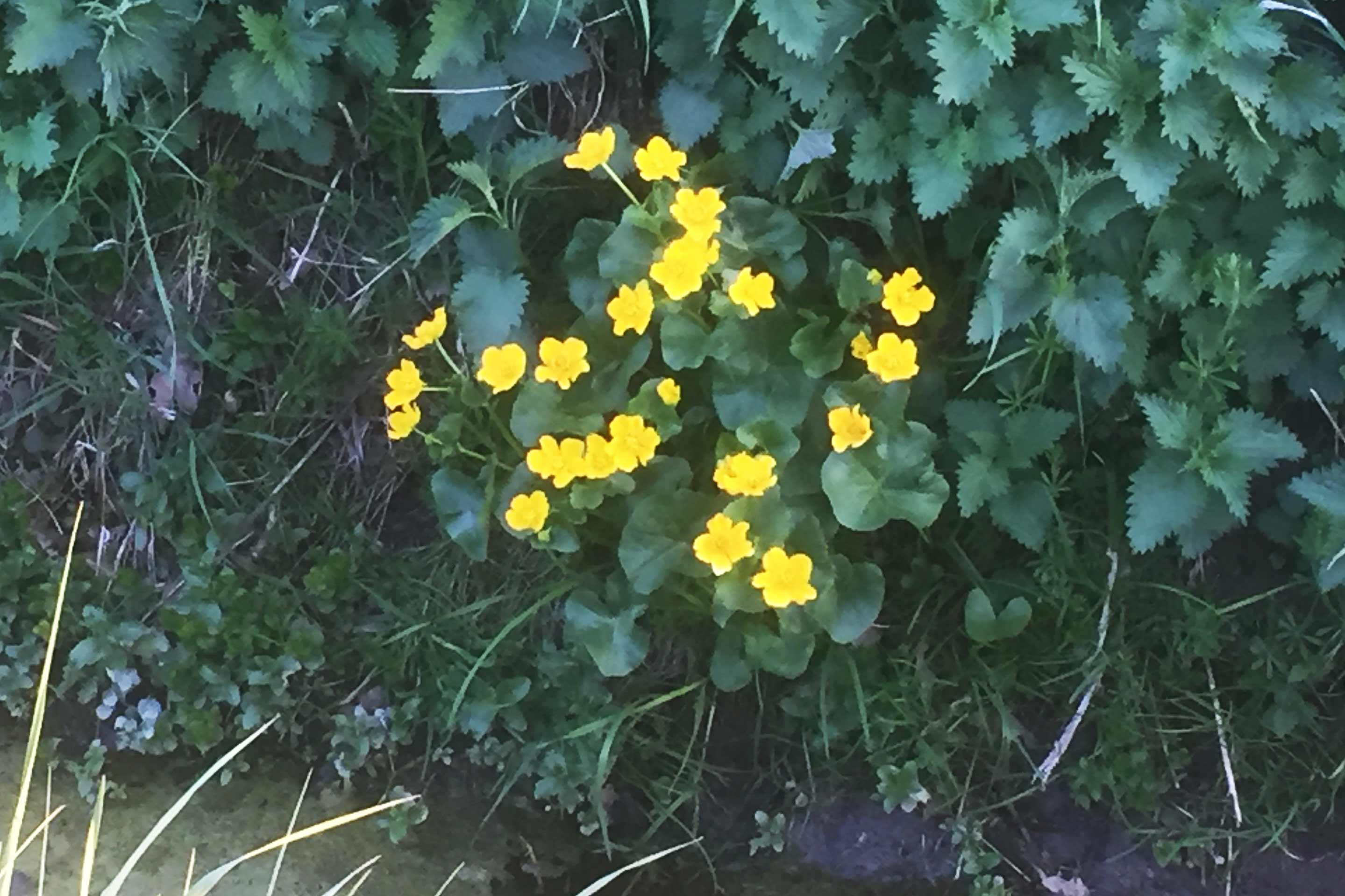 knieć błotna, kaczeniec (Caltha palustris)