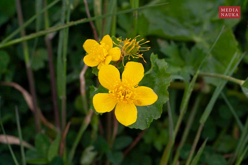 knieć błotna, kaczeniec (Caltha palustris)