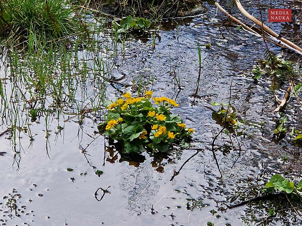 knieć górska (Caltha laeta)